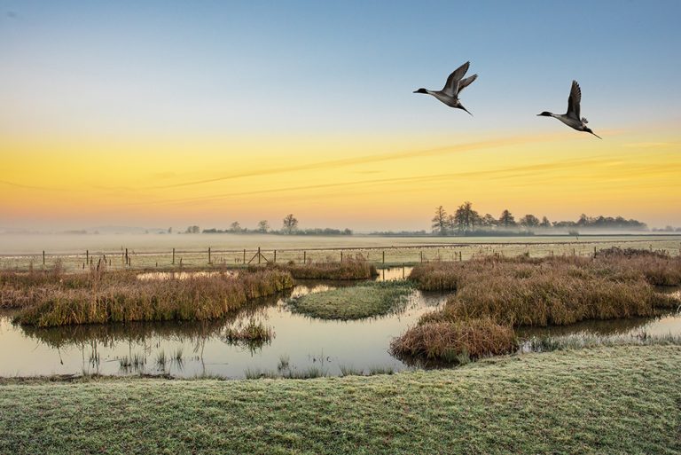 Pair of pintail ducks in the sky on a frosty morning over the wetlands. (Adobe Stock │ #288828658 - Cliff)