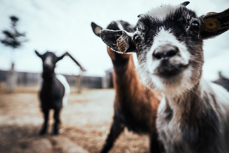 Happy goats look at the camera. (Adobe Stock │ #334175564 - Nataly)