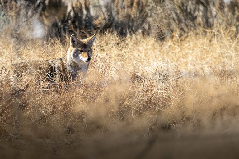 Coyote. (Adobe Stock │ #340763004 - Redhaven Photography)
