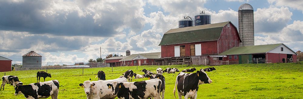 Registered Holstein cows on a dairy farm. (Adobe Stock │ #366848799 - Bob)