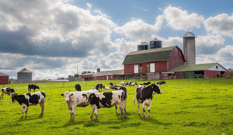 Registered Holstein cows on a dairy farm. (Adobe Stock │ #366848799 - Bob)