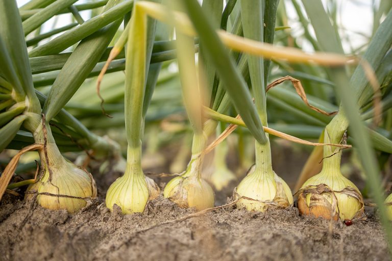 Soil with a row of fresh vegetable onions growing out of the dirt. (Adobe Stock │ #367852109 - Maarten Zeehandelaar)