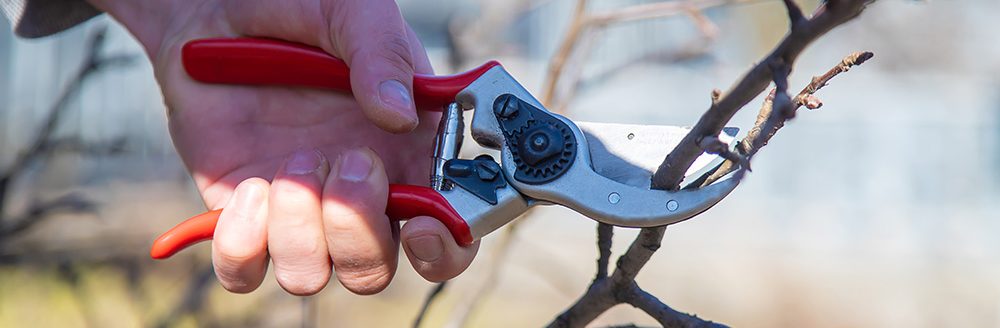 Pruning branches with pruning shears. (Adobe Stock │ #423213171 - Anna)