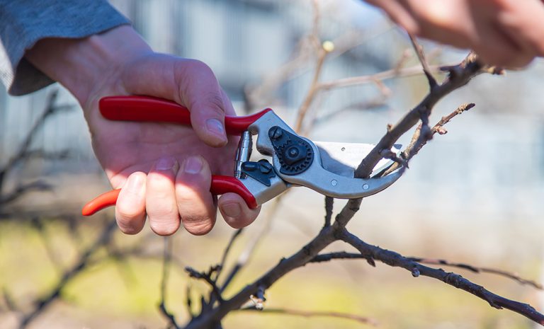 Pruning branches with pruning shears. (Adobe Stock │ #423213171 - Anna)