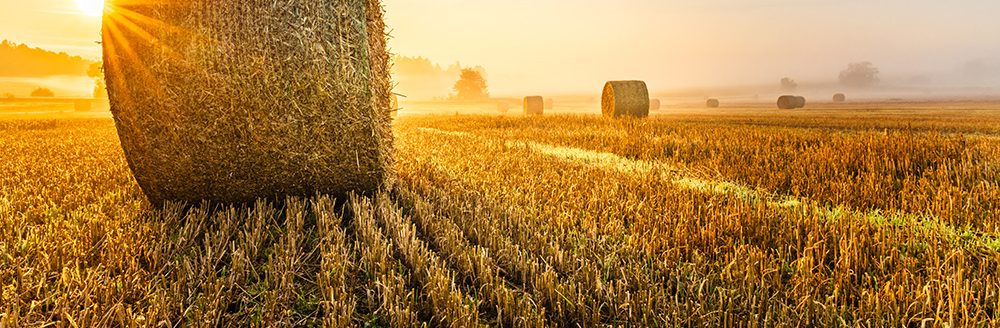 Hay bales in a field at sunrise. (Adobe Stock │ #489362175 - Petr)