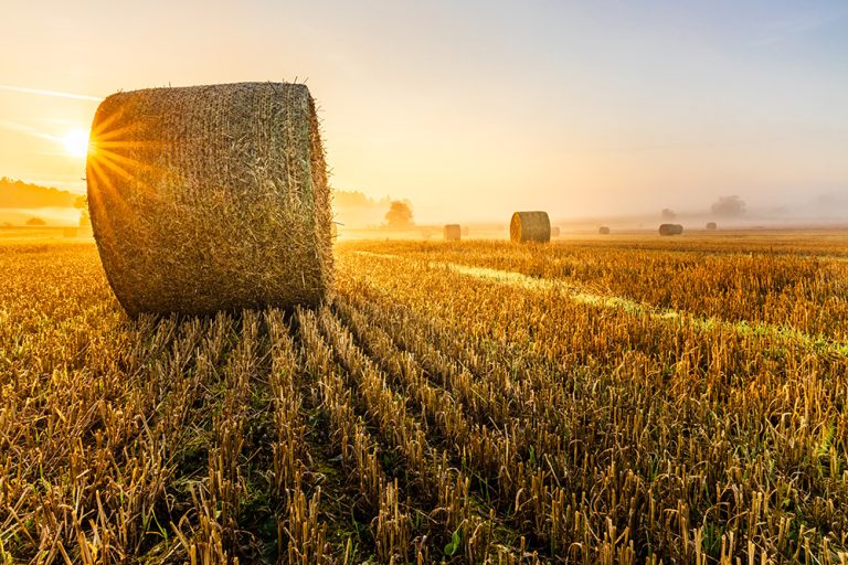 Hay bales in a field at sunrise. (Adobe Stock │ #489362175 - Petr)