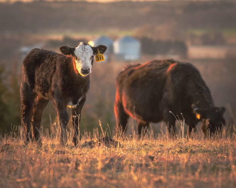 Baldy Calf, Cattle