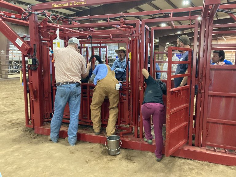 Oklahoma State University’s Cow Calf Boot Camp is set for April 8 to 10 at the Kingfisher County Fairgrounds in Kingfisher, Oklahoma. (Courtesy photo.)