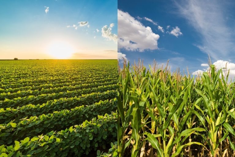 (Photo courtesy of BASF.)