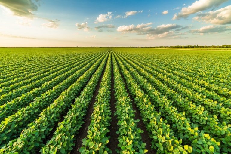 (Photo courtesy of BASF.)