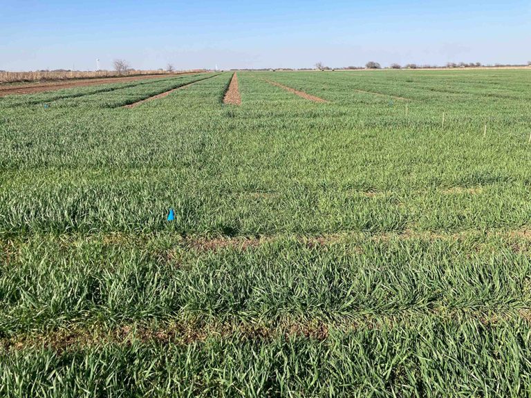 Wheat variety and nitrogen trials from Texas A&M AgriLife near McGregor show good growth but need additional moisture. (Calvin Trostle/Texas A&M AgriLife)