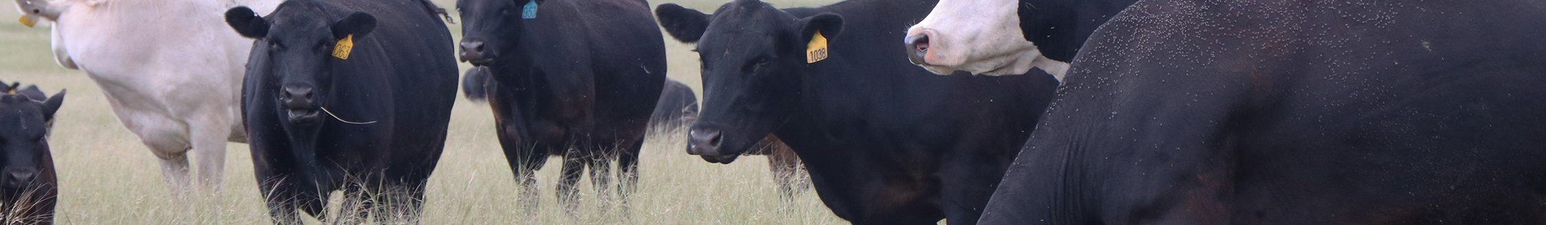 Tibbets Sioux cattle. (Photo courtesy of Nebraska Extension.)
