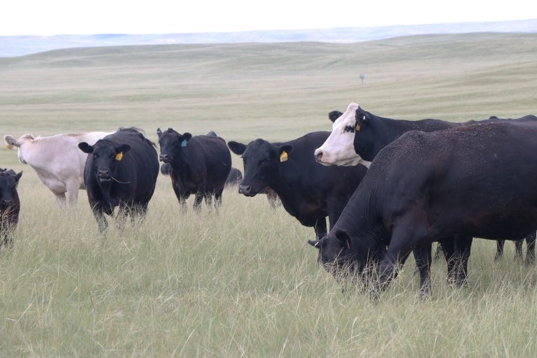 Tibbets Sioux cattle. (Photo courtesy of Nebraska Extension.)