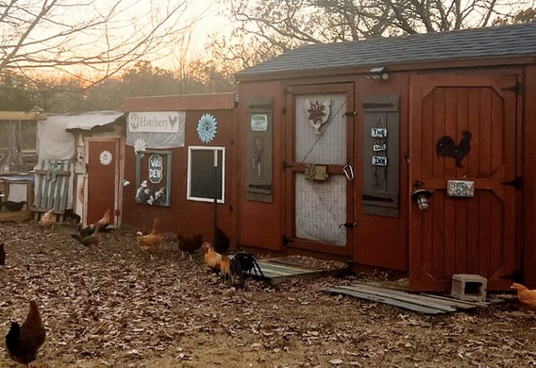 Backyard chickens (No Rulz Ranch Hatchery)