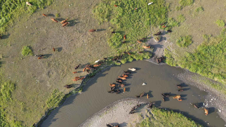 With drought conditions persisting and another growing season approaching, proactive forage management is essential—these tactics can minimize pasture damage and give producers some insurance in the event of severe drought. (Photo courtesy of University of Nebraska Extension.)
