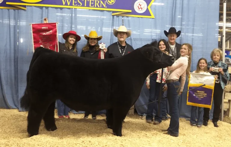 The 2025 grand champion steer, Thunder, exhibited by Madilyn Norvell of Oklahoma, purchased by Hutchison Western. (Courtesy photo.)