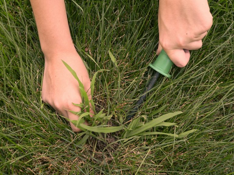 Crabgrass is manually removed from a lawn. (iStock │ #115867077 - PICSUNV)