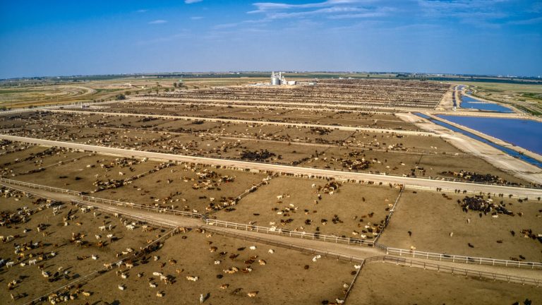Aerial View of a Cow Feed Lot in the Southern Midwest. (iStock │ #1279267170 - Jacob Boomsma)