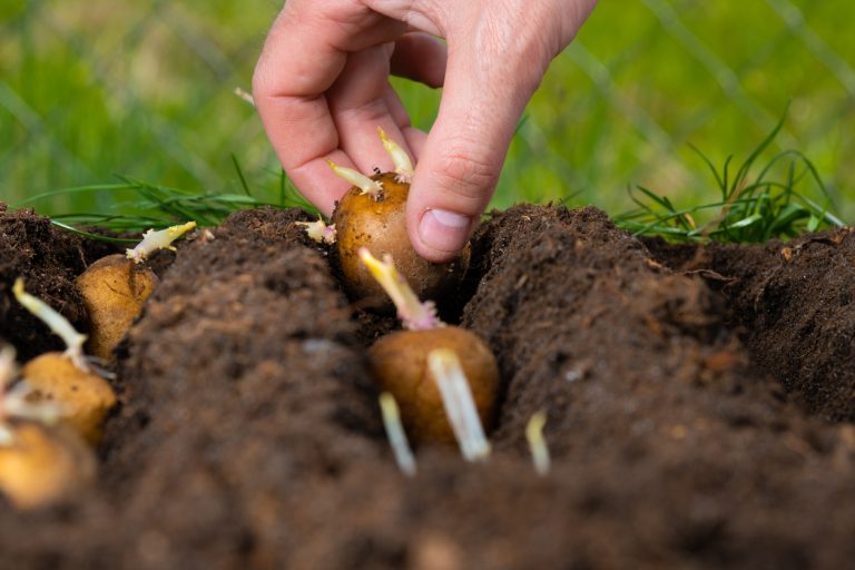 Manual planting of potatoes in the ground. Early spring preparation for the garden season. (iStock │ #1459660565 - OLEKSANDR KOZACHOK)