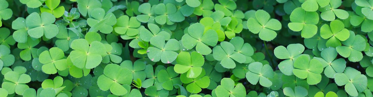 Close up of The four leaf clover (Trifolium repens) is a rare variety of the common three leaf clover. (iStock │ #1715156370 - Galeh Nur Wihantara)