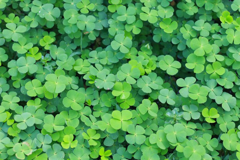 Close up of The four leaf clover (Trifolium repens) is a rare variety of the common three leaf clover. (iStock │ #1715156370 - Galeh Nur Wihantara)