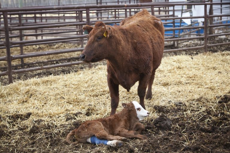 Protective cow standing with her injured calf who has a cast on his leg. (iStock │ #182745392 - SusanHSmith)
