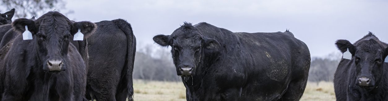 Angus bull in pasture with Angus cows during breeding season. (iStock │ #1864024287 - Jacqueline Nix)