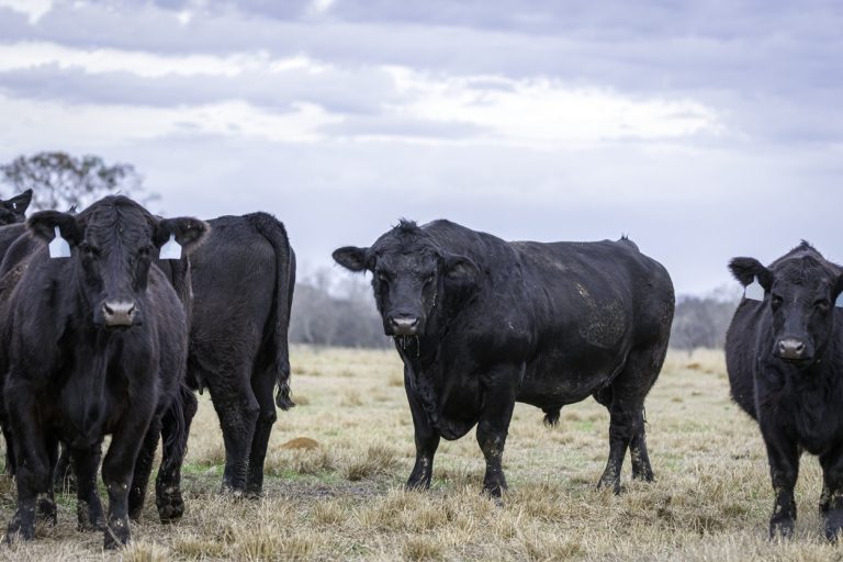 Angus bull in pasture with Angus cows during breeding season. (iStock │ #1864024287 - Jacqueline Nix)