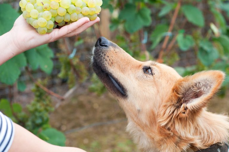 Basque sheepherd dog smelling some grapes. (iStock │ #508296163 - Irantzu_Arbaizagoitia)