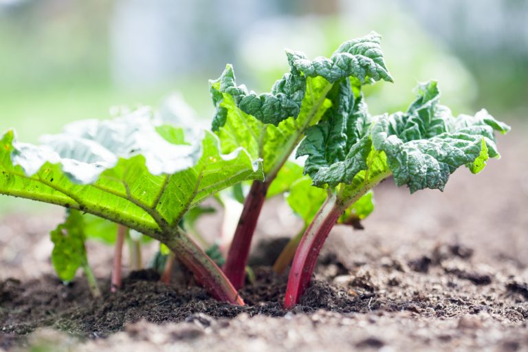 Growing rhubarb in home garden. (iStock │ #696048186 - Kati Finell)