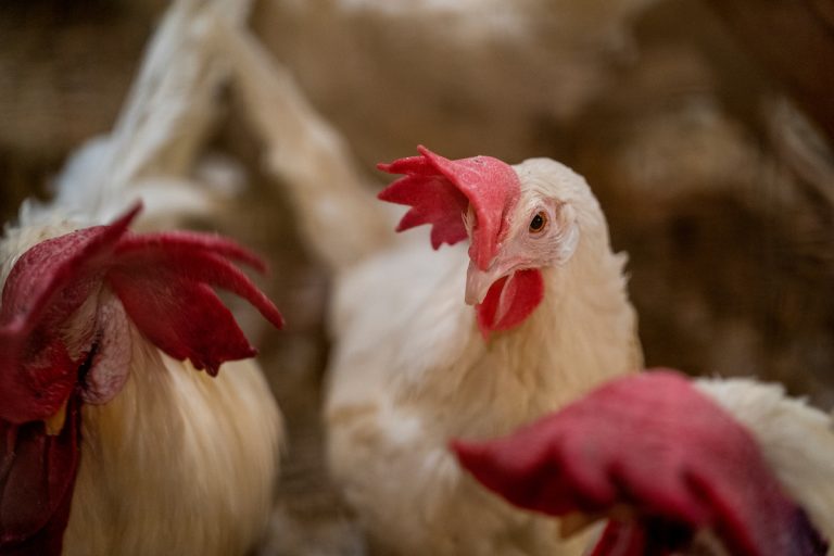 Dropping broiler chicken fertility rates would result in decreased production efficiency, which in turn increases costs for the industry and ultimately consumers. The research provided the first clear assessment of the egg fertility issue and a forecast for the future if corrective measures aren’t taken within the poultry industry. (Laura McKenzie/Texas A&M AgriLife)
