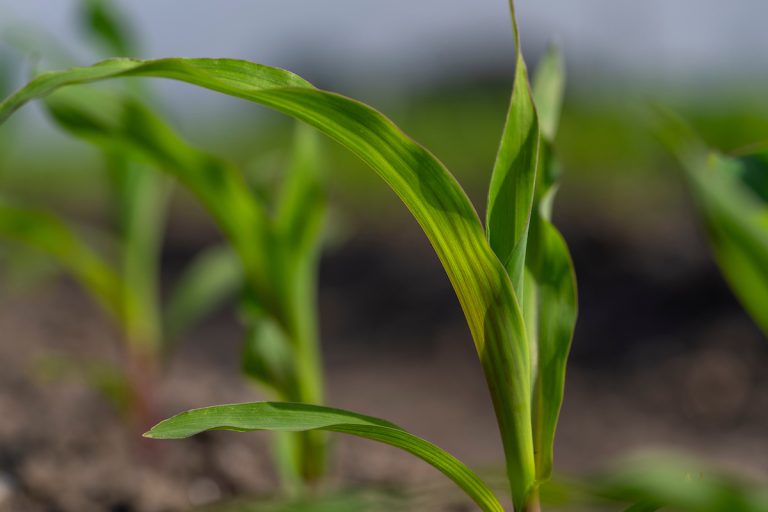 The corn crop is shaping up well across the state in areas that received recent rains. While prices are strong now, they are not expected to remain as high as they are under market pressures. (Michael Miller/Texas A&M AgriLife)