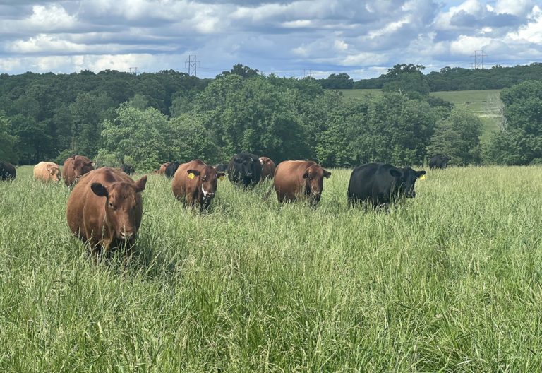 Pasture field in Rosebud, Mo., May 2024. Photo by Rudra Baral.