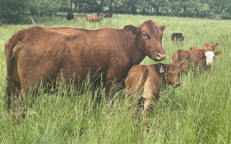 University of Missouri Extension field specialist in agronomy Rudra Baral recommends a precise soil test every three years to help prevent buying and applying unneeded fertilizer. Photo courtesy of Rudra Baral.