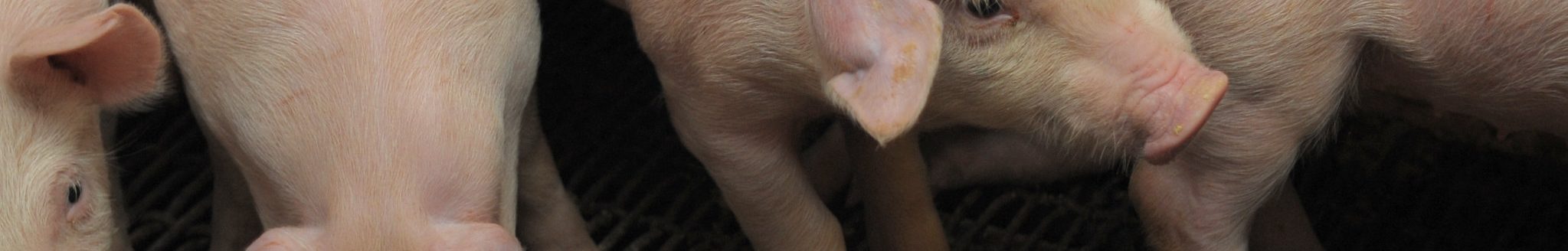 K-State researchers plan on studying the effects of anti-nutritional factors on soybean meal quality in the future, says K-State assistant research professor in swine nutrition Katelyn Gaffield. (K-State Research and Extension)