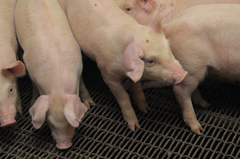 K-State researchers plan on studying the effects of anti-nutritional factors on soybean meal quality in the future, says K-State assistant research professor in swine nutrition Katelyn Gaffield. (K-State Research and Extension)