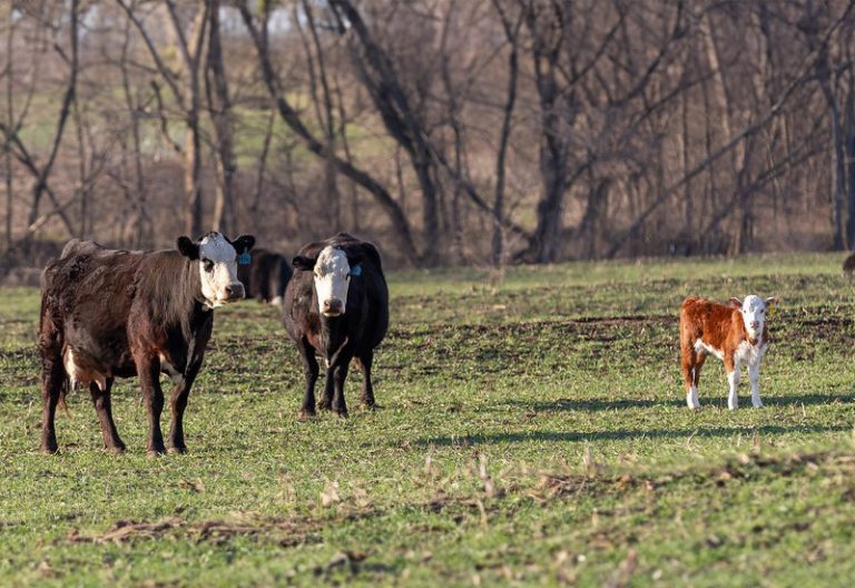 K-State beef cattle expert suggests capping the calving window to 70 days. (K-State Research and Extension)