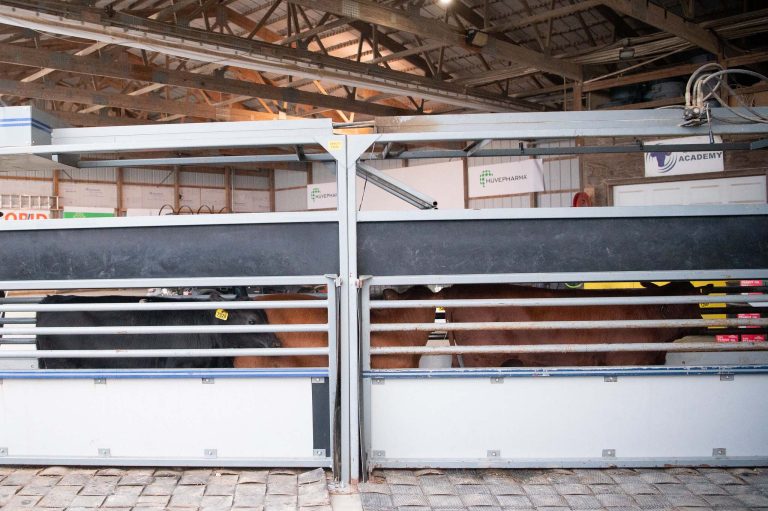 It is important to maintain the cattle handling facilities for the safety of the people and the animals, say the experts at the Beef Cattle Institute. (K-State Research and Extension)