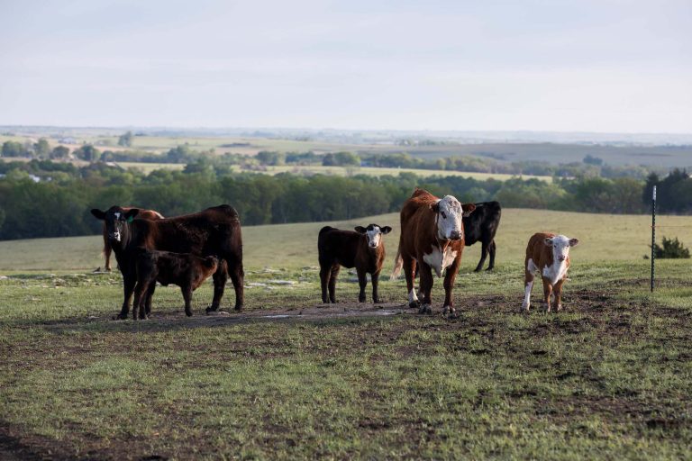 The goal of each cattle operation is for the cows to produce a calf each year, say the veterinarians at the Beef Cattle Institute. (K‑State Research and Extension)