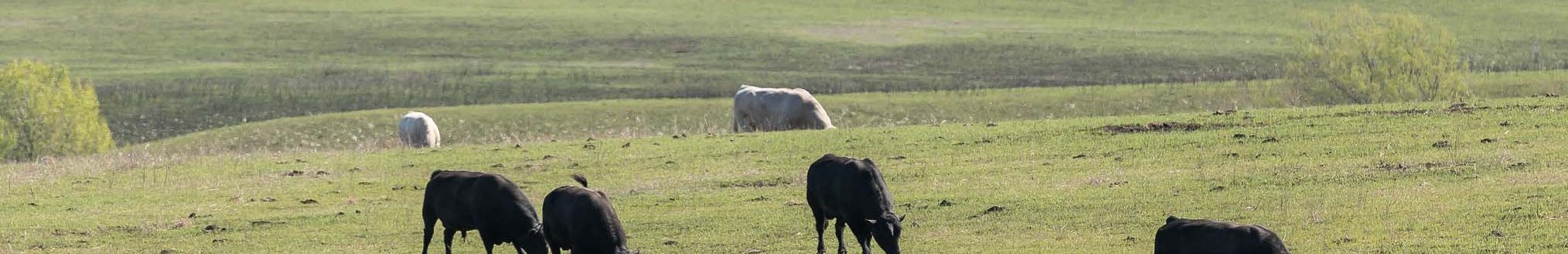For beef producers who want their herd to be successful during the breeding season that means an annual breeding soundness exam, which includes a semen check and overall health assessment by a veterinarian (K-State Research and Extension)