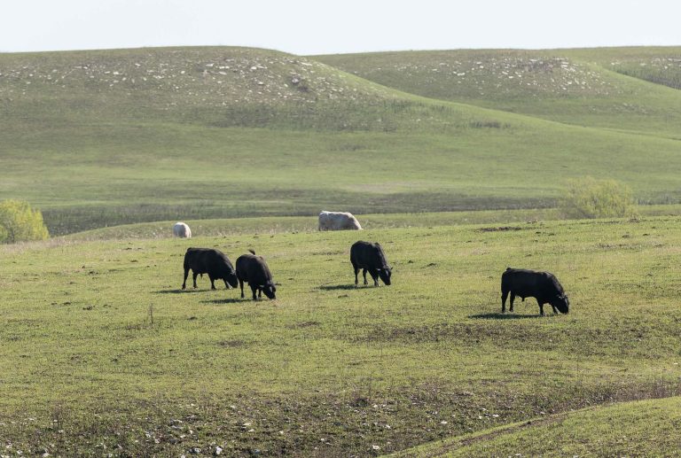 For beef producers who want their herd to be successful during the breeding season that means an annual breeding soundness exam, which includes a semen check and overall health assessment by a veterinarian (K-State Research and Extension)