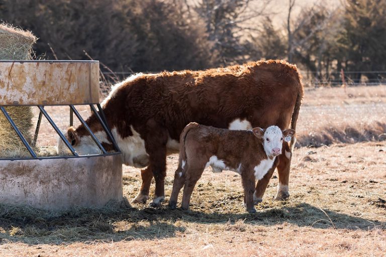 Hay is one of the largest expenses in a cow-calf operation, according to K-State beef cattle nutritionist Phillip Lancaster. (K-State Research and Extension news service)
