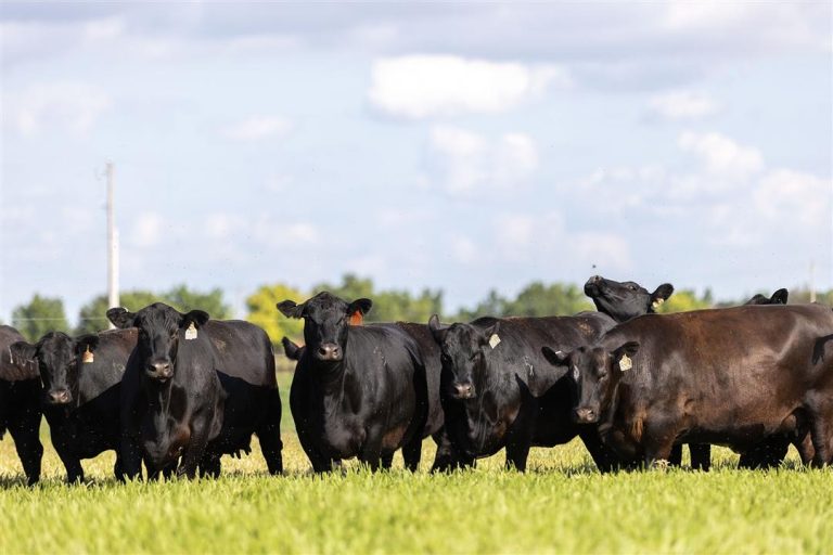 Youth utilizing Angus genetics can apply for the Commercial Cattlemen Scholarship now through May 1. The program helps support students in advancing their education and careers. (Courtesy photo.)