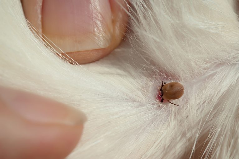 Close up of the tick. (Adobe Stock │ #115948190 - Volodymyr)