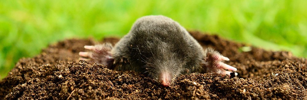 Mole in garden. (Adobe Stock │ #207769066 - Petr Bonek)