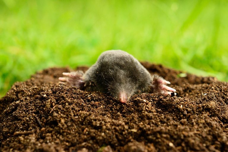 Mole in garden. (Adobe Stock │ #207769066 - Petr Bonek)