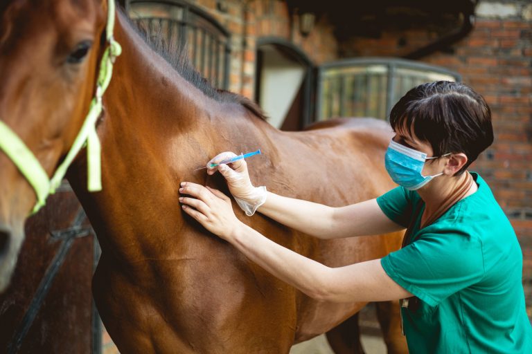 Vet and horse. (Adobe Stock │ #210180863- romul014)