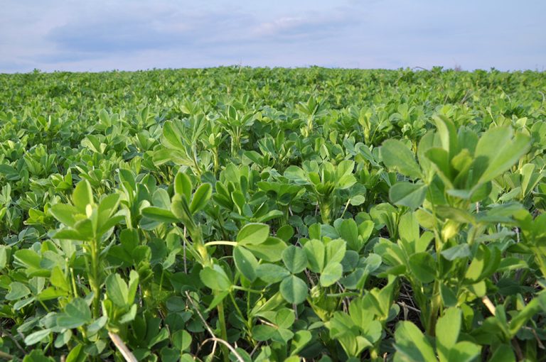 In the spring field young alfalfa grows. (Adobe Stock │ #261830518 - orestligetka)
