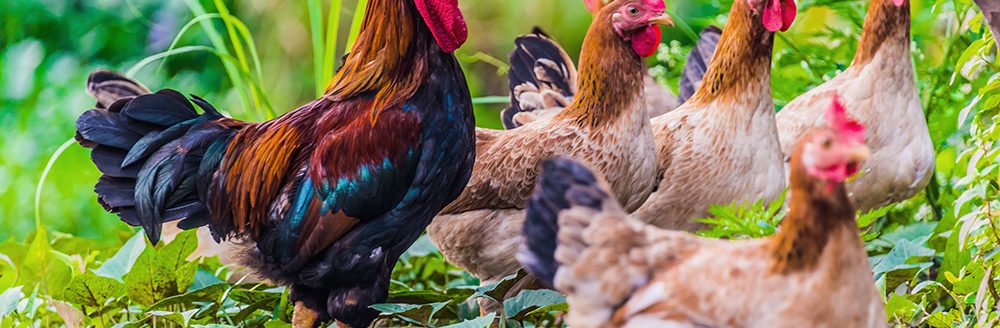 Rooster and chickens on a free range poultry farm. (Adobe Stock │ #298687461 - monticellllo)