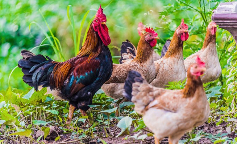 Rooster and chickens on a free range poultry farm. (Adobe Stock │ #298687461 - monticellllo)